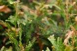 OPPO-Find-X9-Pro-Mostre-macro_010.jpg