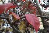 IMG_20161030_145225.jpg