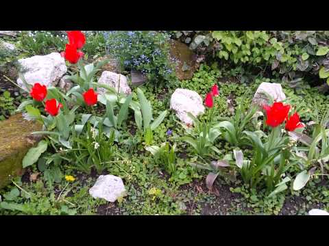 Samsung Galaxy S5 Video Sample (1080p - Culori) - Mobilissimo.ro