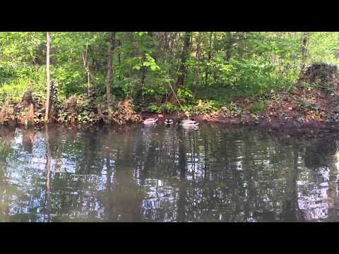Samsung Galaxy S5 Video Sample (1080p & Zoom) - Mobilissimo.ro