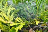 OnePlus-Nord-5-Mostre-Macro_004.jpg