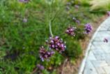OnePlus-Nord-5-Mostre-Bokeh_001.jpg