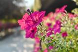 OnePlus-Nord-5-Mostre-Bokeh_008.jpg