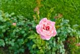 OnePlus-Nord-5-Mostre-Bokeh_015.jpg