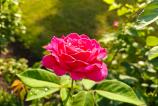 OnePlus-Nord-5-Mostre-Bokeh_011.jpg