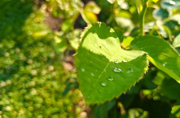 OnePlus Nord 5 - Mostre macro: OnePlus-Nord-5-Mostre-Macro_012.jpg