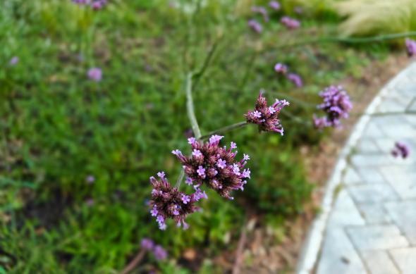 OnePlus Nord 5 - Mostre bokeh: OnePlus-Nord-5-Mostre-Bokeh_001.jpg