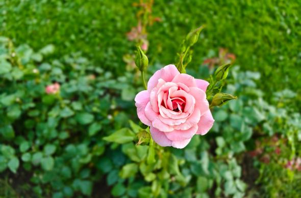 OnePlus Nord 5 - Mostre bokeh: OnePlus-Nord-5-Mostre-Bokeh_015.jpg