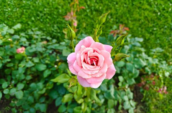 OnePlus Nord 5 - Mostre bokeh: OnePlus-Nord-5-Mostre-Bokeh_014.jpg
