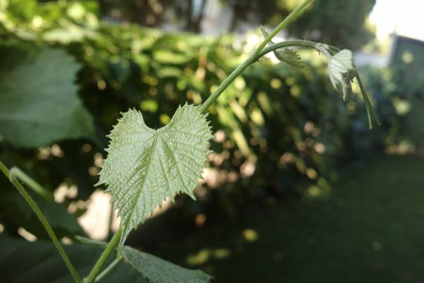 Nokia 808 PureView - Mostre Foto