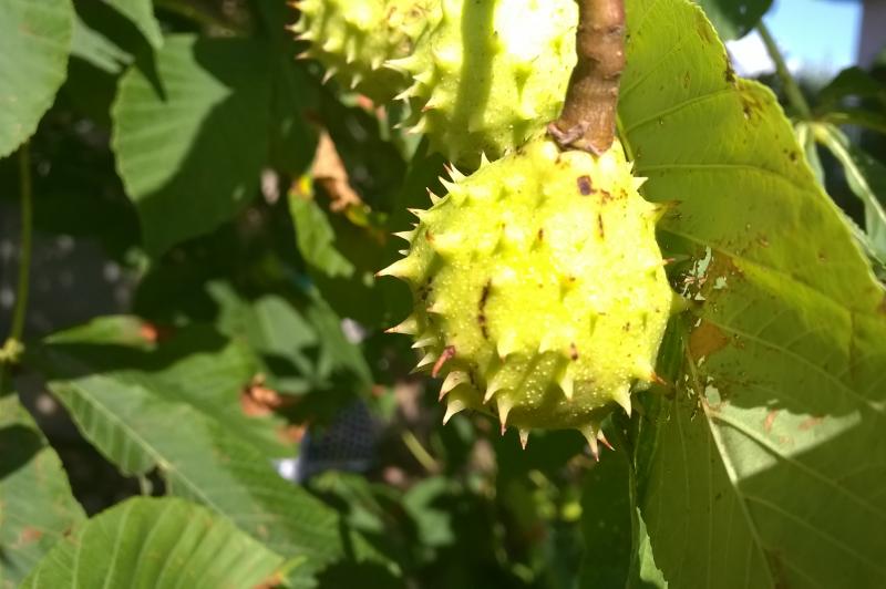 Nokia Lumia 930 - Mostre Foto (ziua): WP_20140523_010.jpg