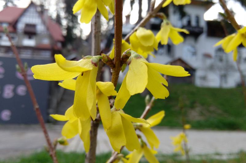 Amazon Fire Phone - Mostre Foto: IMG_20150501_181316.jpg