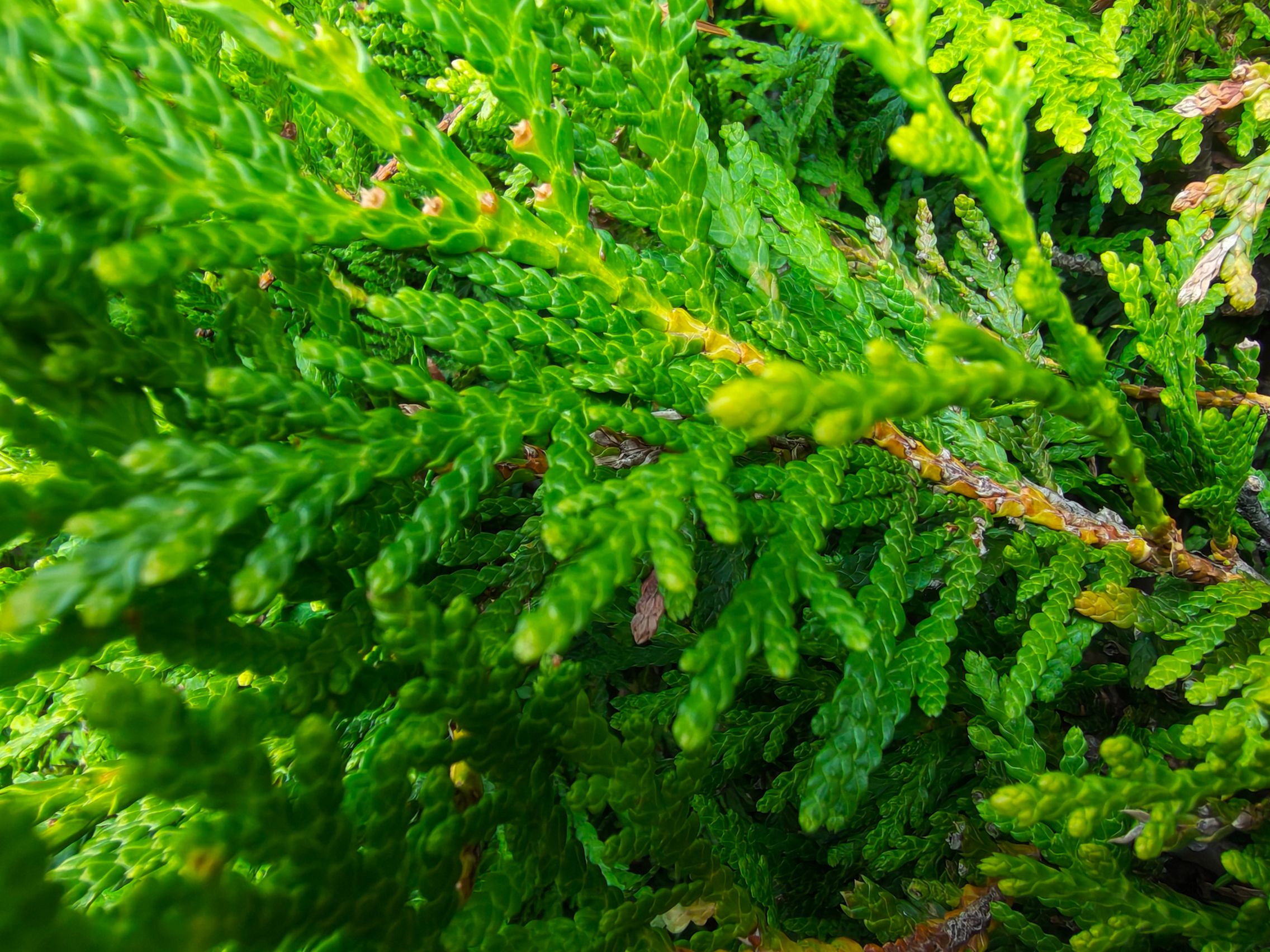 Motorola edge 70 Max - Mostre macro: macro (7).jpg