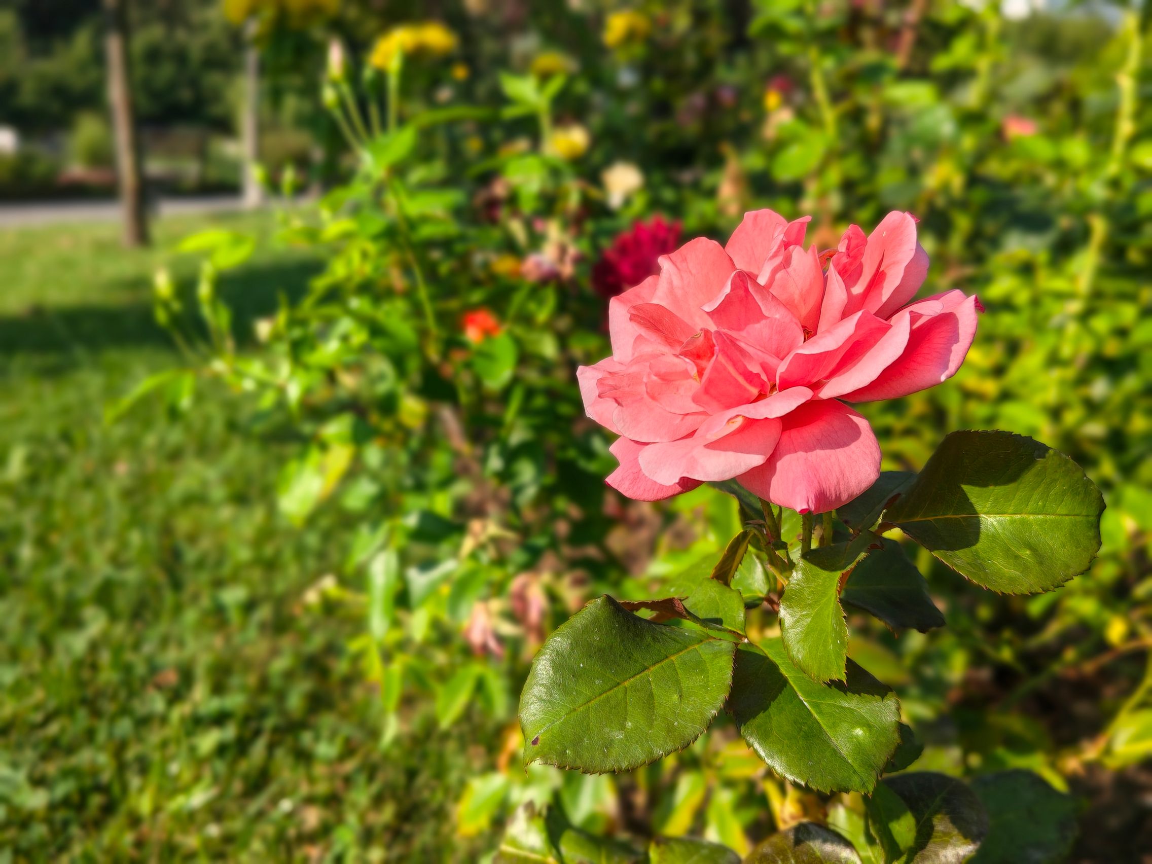 Motorola edge 70 Max - Mostre bokeh (galerie)