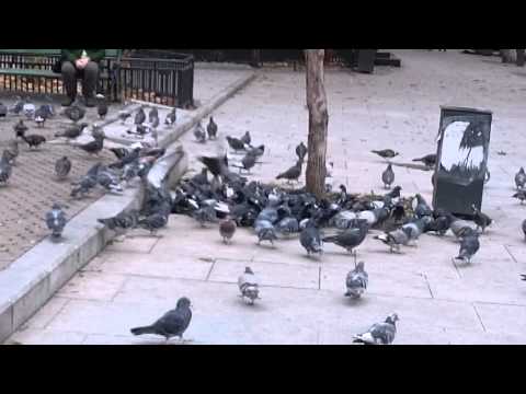 Sony Xperia Z3 mostră video Full HD - 30 FPS (Zoom) - Mobilissimo.ro