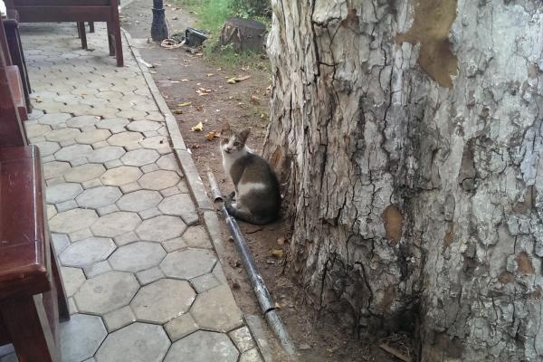 HTC One mini - Mostre Foto (ziua)