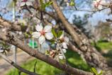 Xiaomi-15-Ultra-Mostre-Bokeh_001.jpg