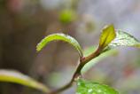 Xiaomi-15-Ultra-Mostre-Macro_017.jpg