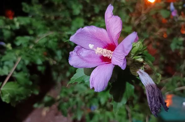 Infinix Note 40 Pro+ - Mostre noapte: IMG_20240808_220621_409.jpg