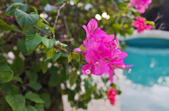 POCO F8 Pro - Mostre bokeh: POCO-F8-Pro-Mostre-Bokeh_004.jpg