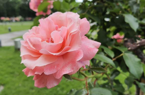 Samsung Galaxy Note 10 Lite - Mostre Foto (bokeh): 20200523_171114.jpg