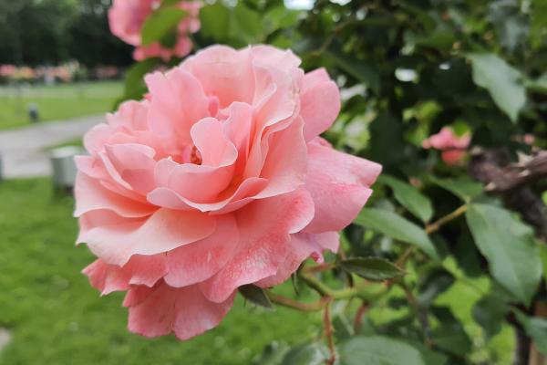 Samsung Galaxy Note 10 Lite - Mostre Foto (bokeh)