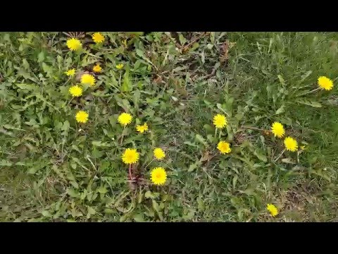 LG Nexus 5X mostră video Full HD, 30 FPS, demo ZOOM - Mobilissimo.ro
