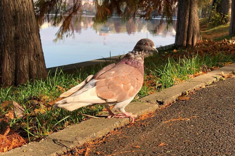 Apple iPhone X - Mostre Foto (ziua): Photo 04-11-2017, 10 15 59 (1).jpg