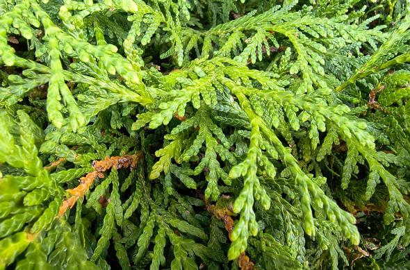 Motorola moto g86 Power - Mostre macro, closeup: Motorola-g86-power-Mostre-macro_013.jpg