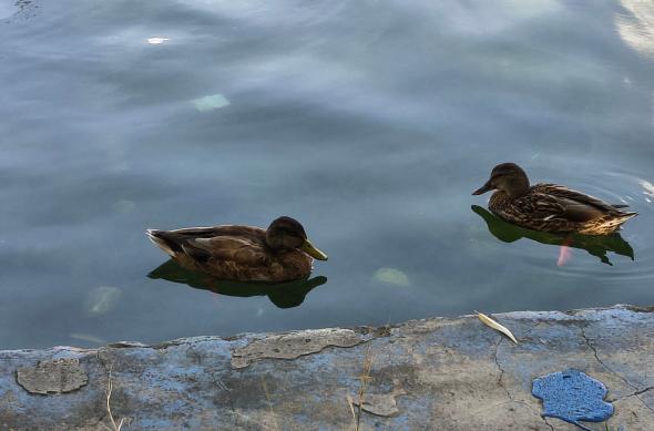 Motorola moto g86 Power - Mostre zoom: Motorola-g86-power-Mostre-zoom_026.jpg