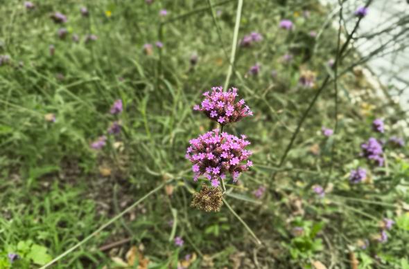 Motorola moto g86 Power - Mostre bokeh: Motorola-g86-power-Mostre-bokeh_001.jpg