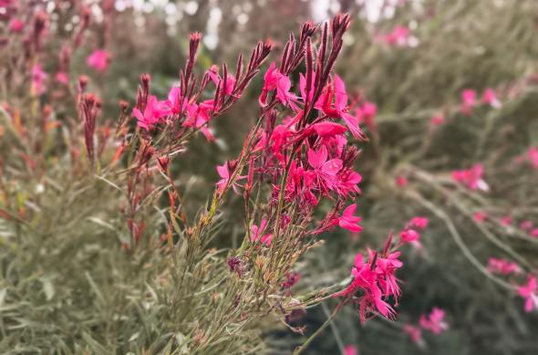 Motorola moto g86 Power - Mostre bokeh: Motorola-g86-power-Mostre-bokeh_009.jpg