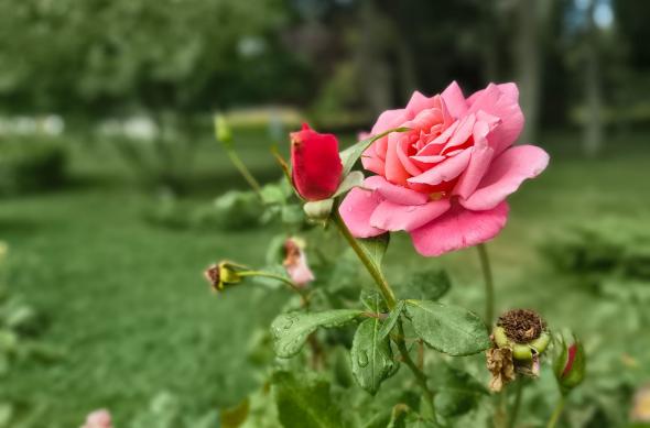 Motorola moto g86 Power - Mostre bokeh: Motorola-g86-power-Mostre-bokeh_014.jpg