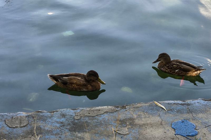 Motorola moto g86 Power - Mostre zoom: Motorola-g86-power-Mostre-zoom_026.jpg