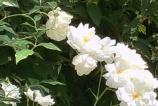 IMG_20250602_125628.jpg
