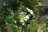IMG_20250602_125631.jpg