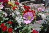 IMG_20250602_125252.jpg
