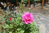 IMG_20250602_125345.jpg