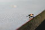 OPPO-Find-X8-Ultra-Macro_018.jpg