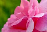 OPPO-Find-X8-Ultra-Macro_007.jpg