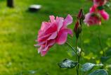 OPPO-Find-X8-Ultra-Bokeh_016.jpg