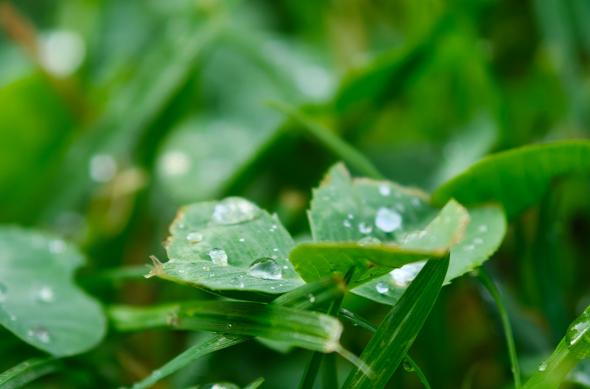 OPPO Find X8 Ultra - Mostre foto (macro): OPPO-Find-X8-Ultra-Macro_021.jpg