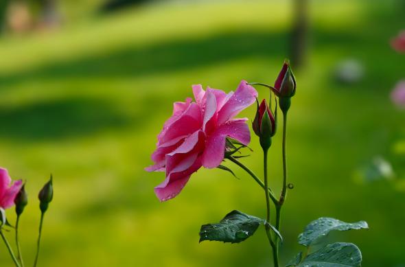 OPPO Find X8 Ultra - Mostre Foto (bokeh): OPPO-Find-X8-Ultra-Bokeh_013.jpg