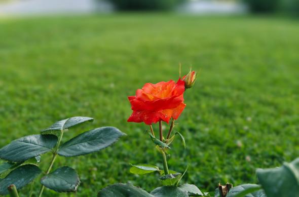 OPPO Find X8 Ultra - Mostre Foto (bokeh): OPPO-Find-X8-Ultra-Bokeh_021.jpg