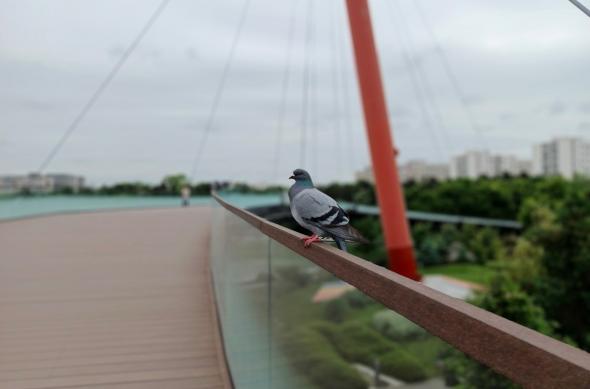 Infinix Note 40 Pro 4G - Mostre bokeh: Infinix-Note-40-Pro-4G-Bokeh_009.jpg