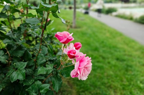 Infinix Note 40 Pro 4G - Mostre bokeh: Infinix-Note-40-Pro-4G-Bokeh_006.jpg