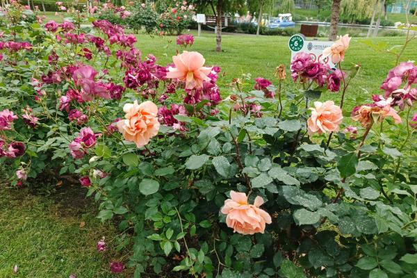 Infinix Note 40 Pro 4G - Mostre culori