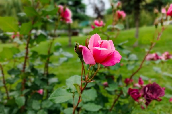 Infinix Note 40 Pro 4G - Mostre bokeh