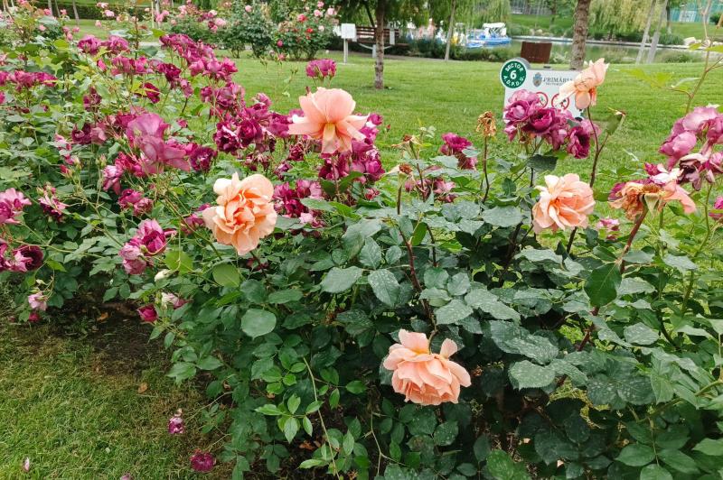 Infinix Note 40 Pro 4G - Mostre culori: Infinix-Note-40-Pro-4G-Culori_003.jpg