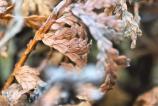 HUAWEI-Mate-X6-Mostre-Macro_026.jpg